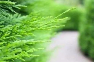 那高岗上的香柏树