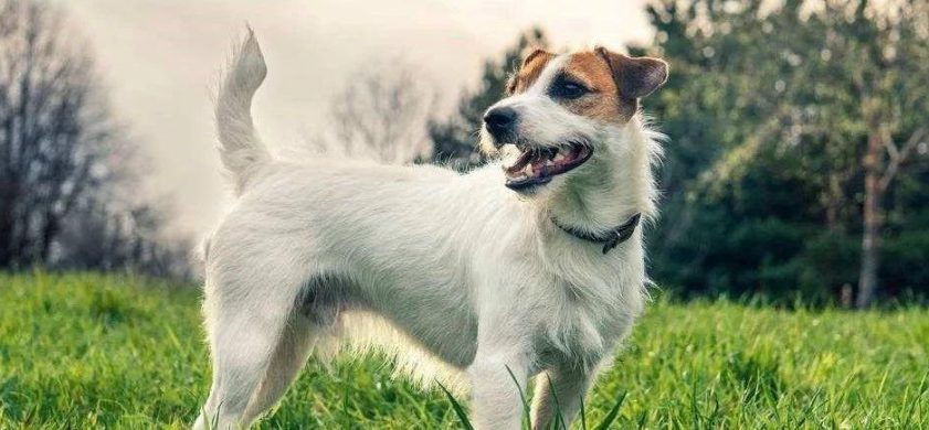 趣谈美国人爱宠物