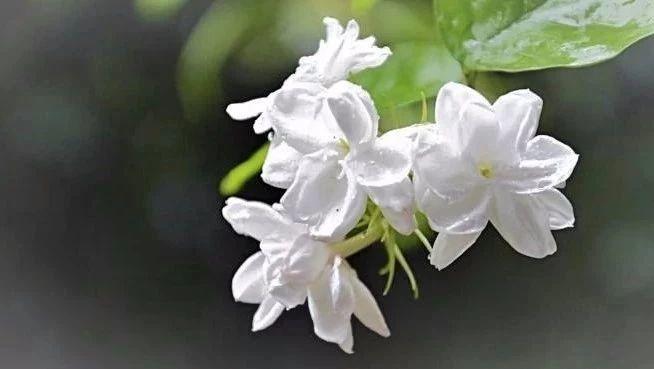 茉莉花开