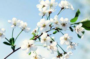 花之语