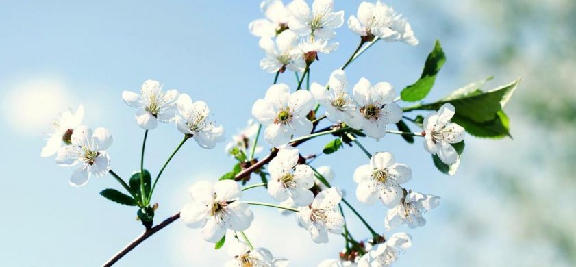 花之语