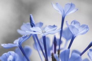 蓝雪花