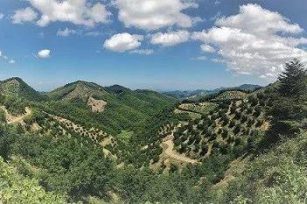 奇妙的寻根之旅