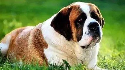 狗腿子
