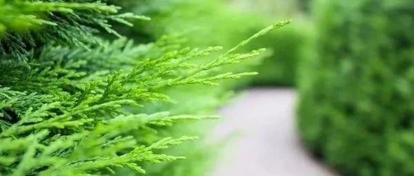 那高岗上的香柏树