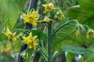 菜园里的七仙女