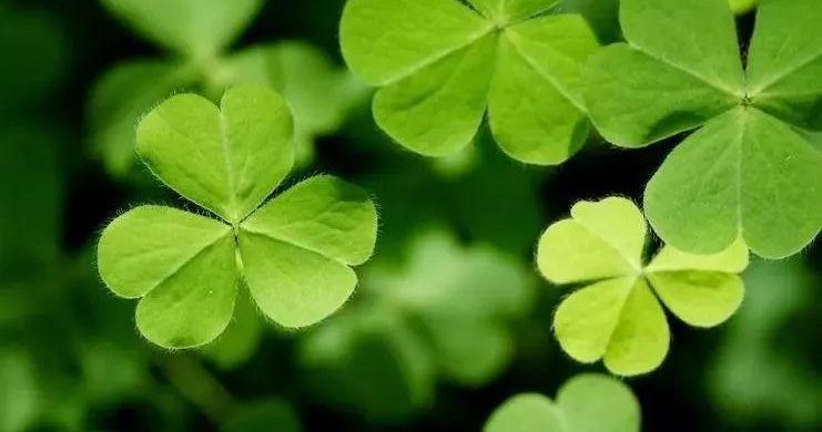 三叶草与圣帕特里克节