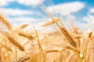 那么，就让我做这粒麦子吧