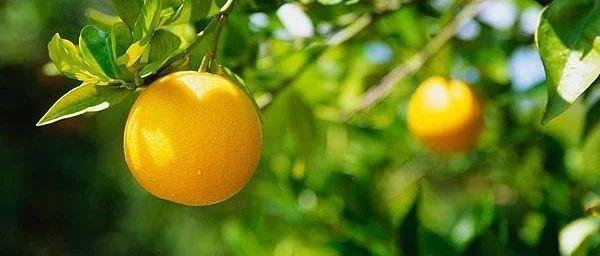 从一株小橘树想起