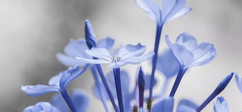 蓝雪花