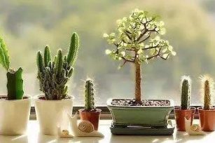 劫后重生的那些花儿