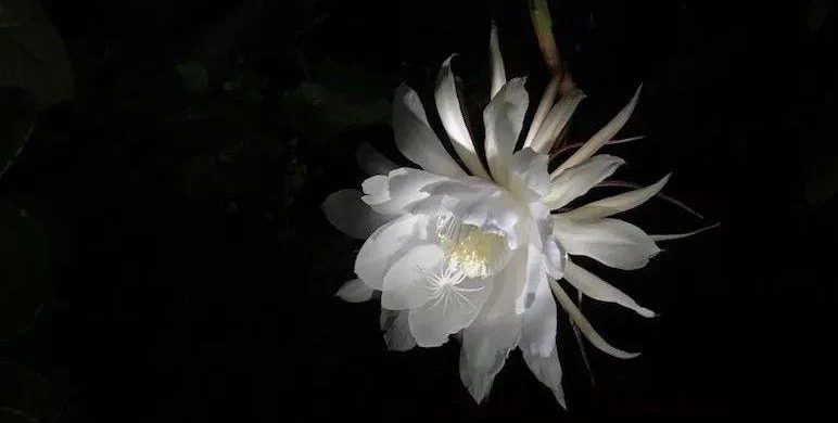 昙花与果