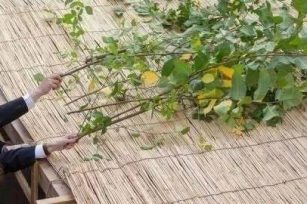 三只小猪与住棚节