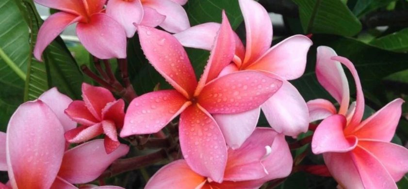鸡蛋花