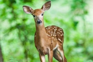 你的杖，你的竿，都安慰我