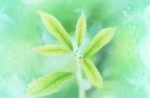 “弱势”地去传福音