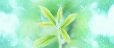 “弱势”地去传福音