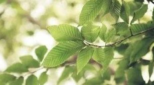 上帝让我离开，我就跟祂走，我不怕