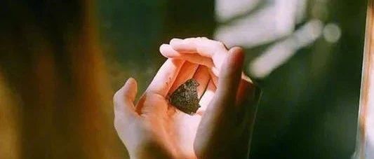化茧成蝶