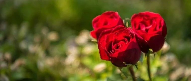 童话 | 玫瑰种子