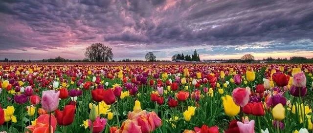 沉重的郁金香——世界帕金森日