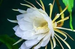 视频 | 昙花的开放与凋谢