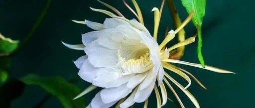 视频 | 昙花的开放与凋谢